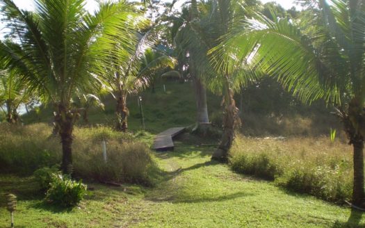 Rainforest Life At The Inn, Bocas del Toro, Panama