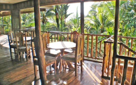 Rainforest Life At The Inn, Bocas del Toro, Panama