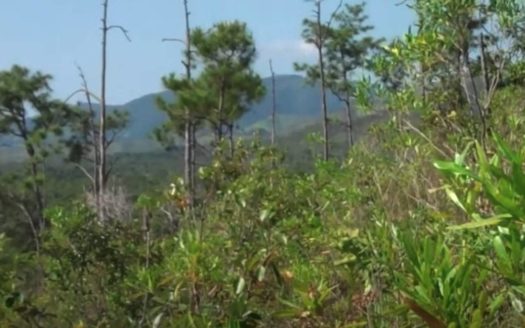 Stann Creek, Belize Wildlife Corridor Land