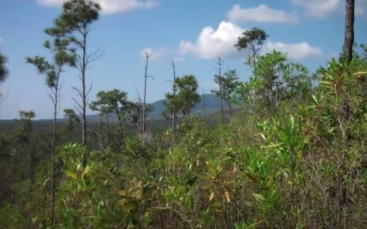 Stann Creek, Belize Wildlife Corridor Land