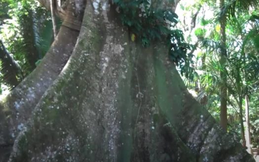 Stann Creek, Belize Wildlife Corridor Land