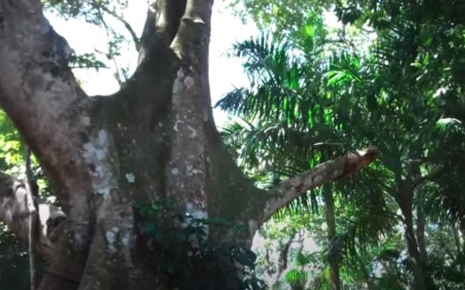 Stann Creek, Belize Wildlife Corridor Land