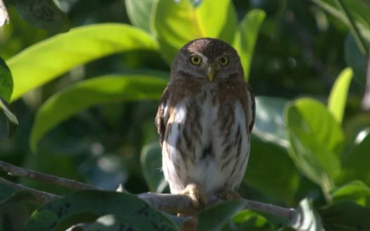 Bird Lover Estate With Multiple Homes On 50 Acres