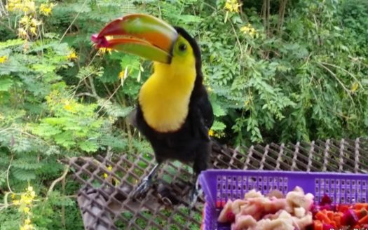 Bird Lover Estate With Multiple Homes On 50 Acres