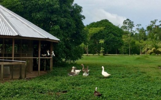 Bird Lover Estate With Multiple Homes On 50 Acres