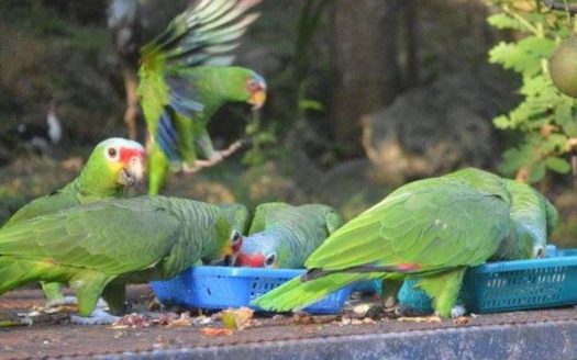 Bird Lover Estate With Multiple Homes On 50 Acres