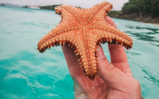 Oceanfront Land, Divided Into Five Parcels