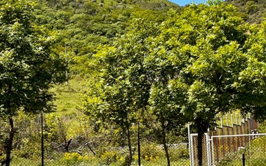 The house and the land in exotic area of Tbilisi, Georgia
